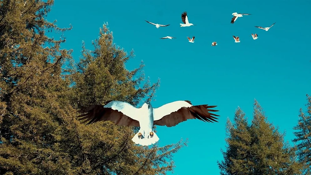 Imagen de birdemic-3-sea-eagle