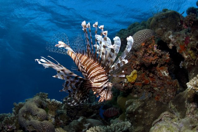 Imagen de Under the Sea 3D