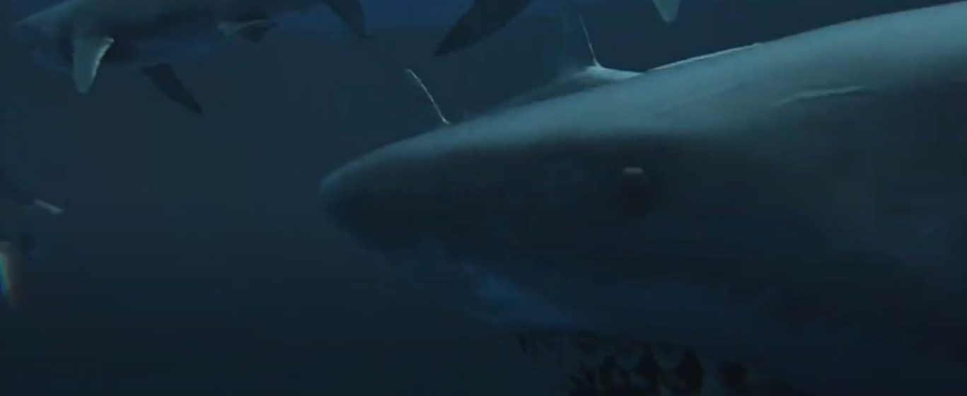 Imagen de Virus Shark