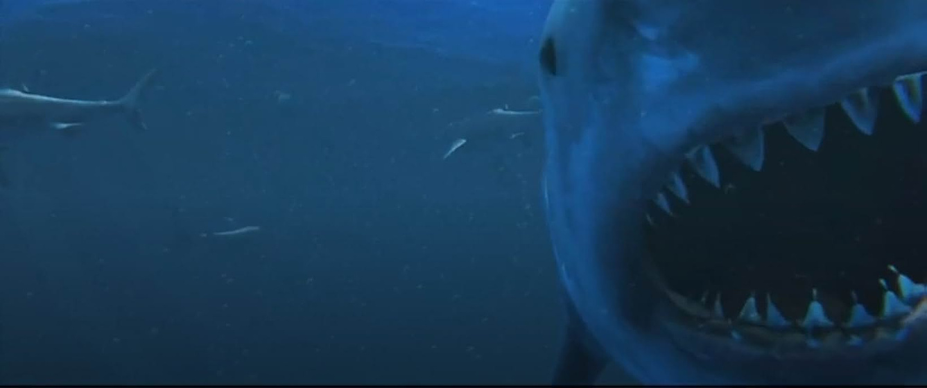 Imagen de Virus Shark