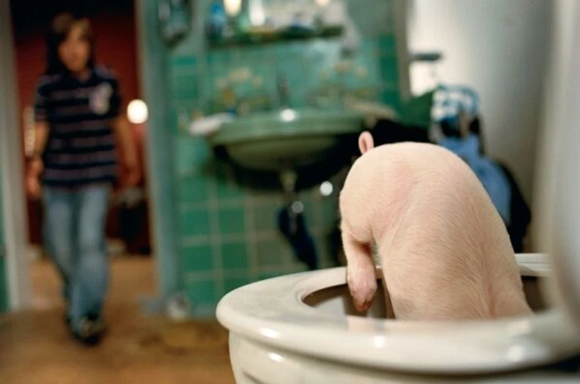 Imagen de Rudy, el cerdito de carreras