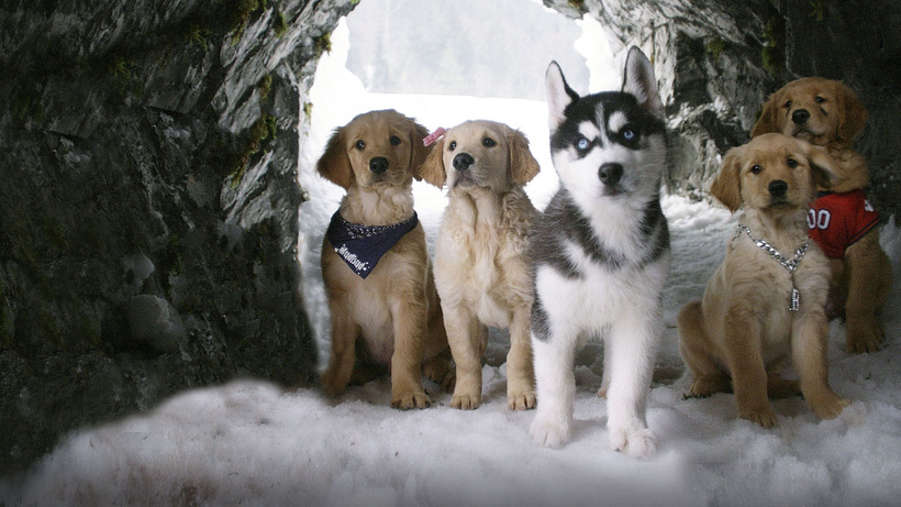 Imagen de Snow Buddies