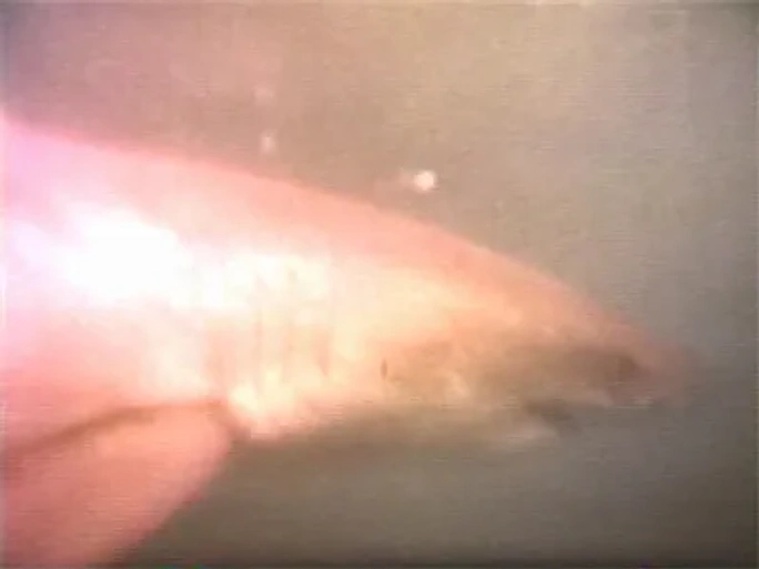 Imagen de Shark Kill