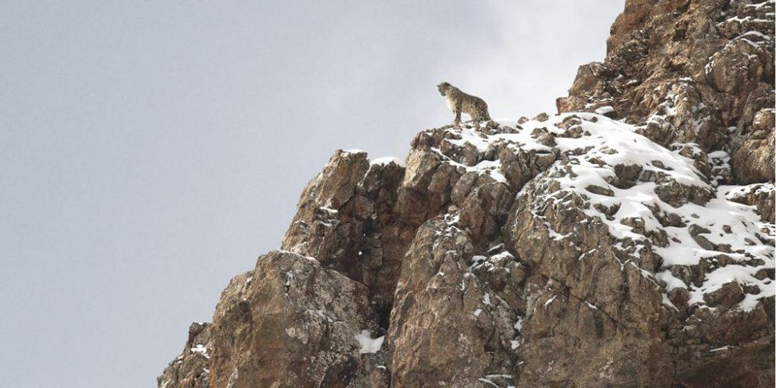 Imagen de La Pantera de las Nieves
