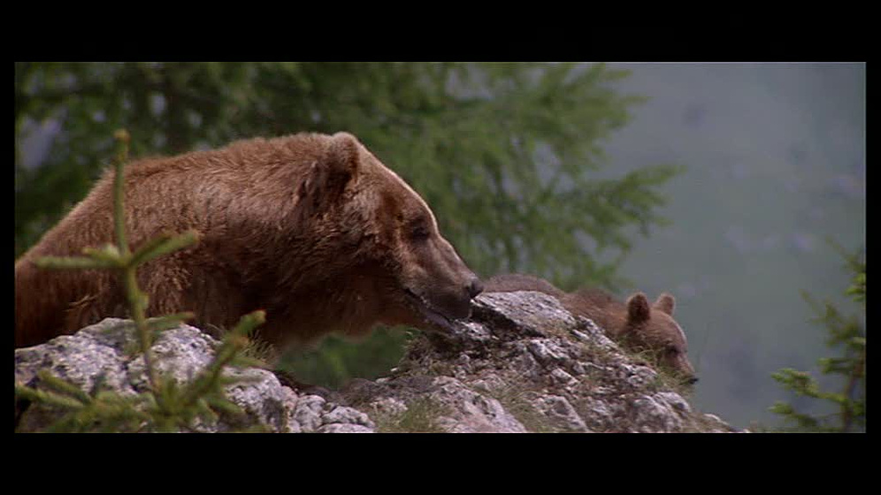 Imagen de El Oso