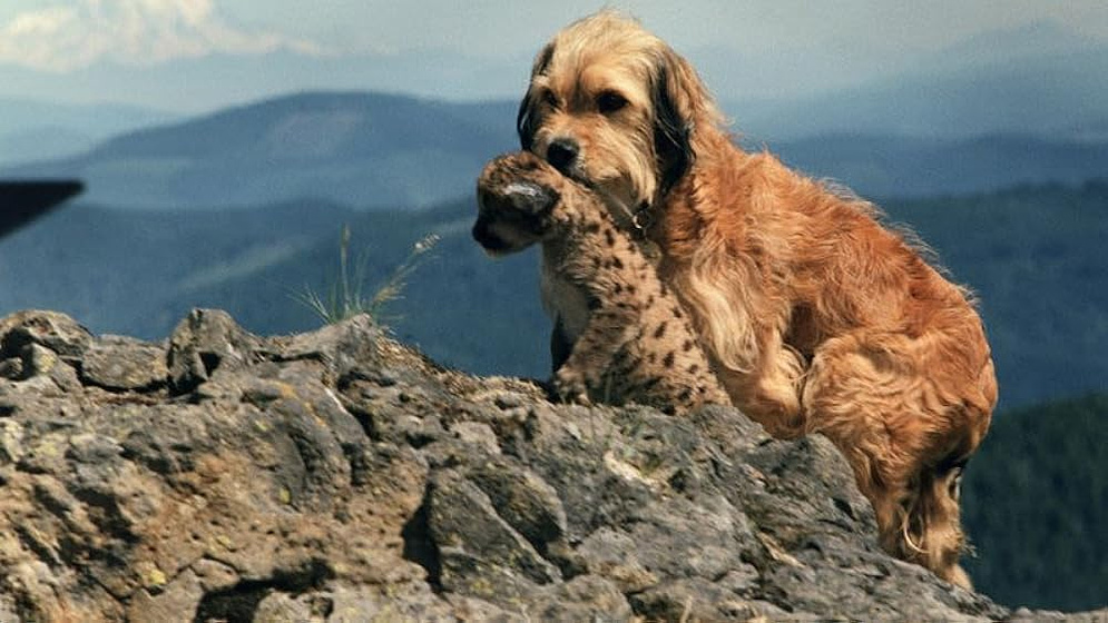 Imagen de cuatro-cachorros-para-salvar