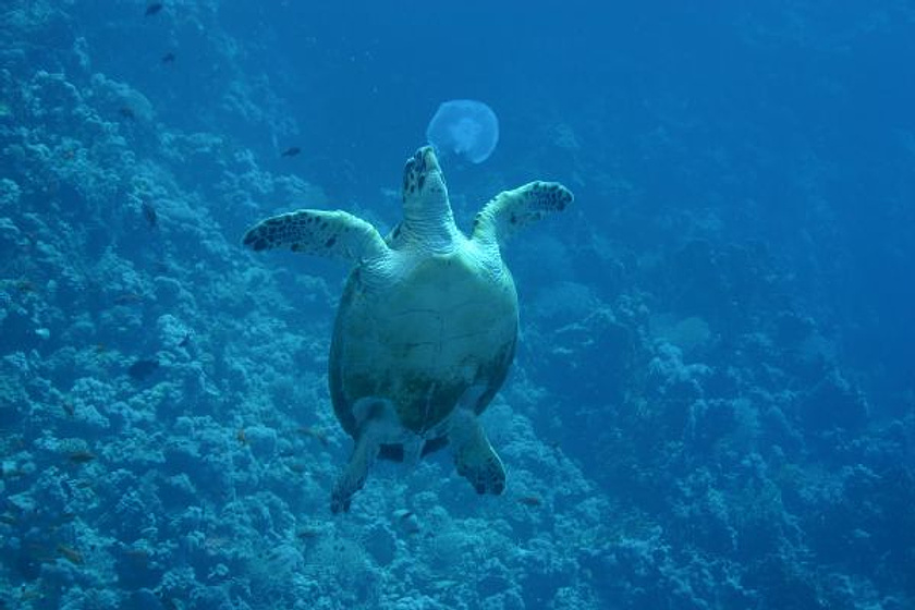 Imagen de OceanWorld 3D